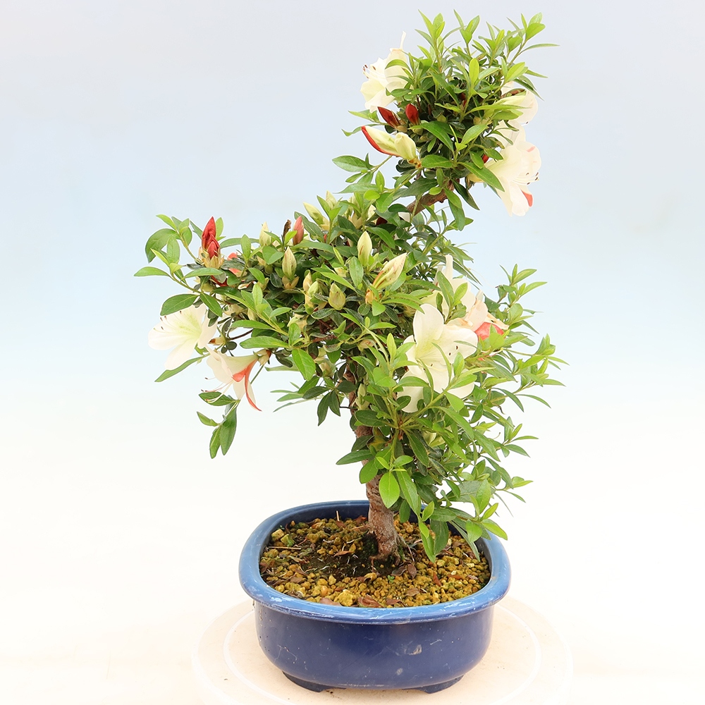 Bonsai voor buiten - Japanse azalea - Azalea Asahi-no-izumi