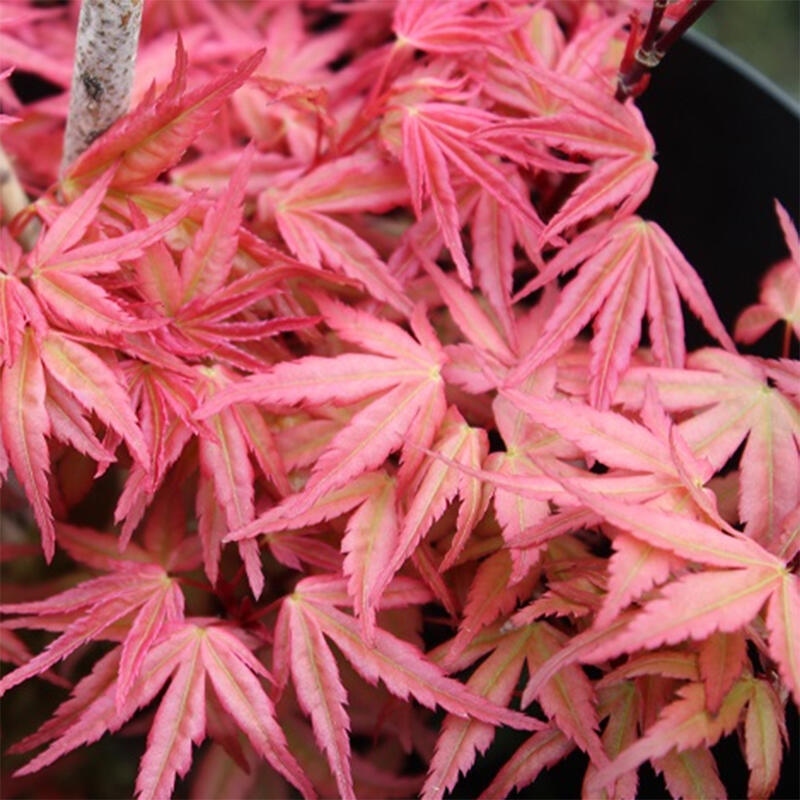 Noorse esdoorn - Acer palmatum Beni Tsukasa
