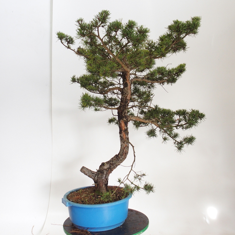 Yamadori - Pinus sylvestris Spanje