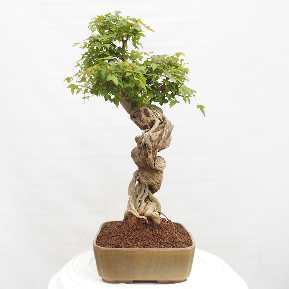 Bonsai voor buiten - Acer Buergerianum - Burgeresdoorn