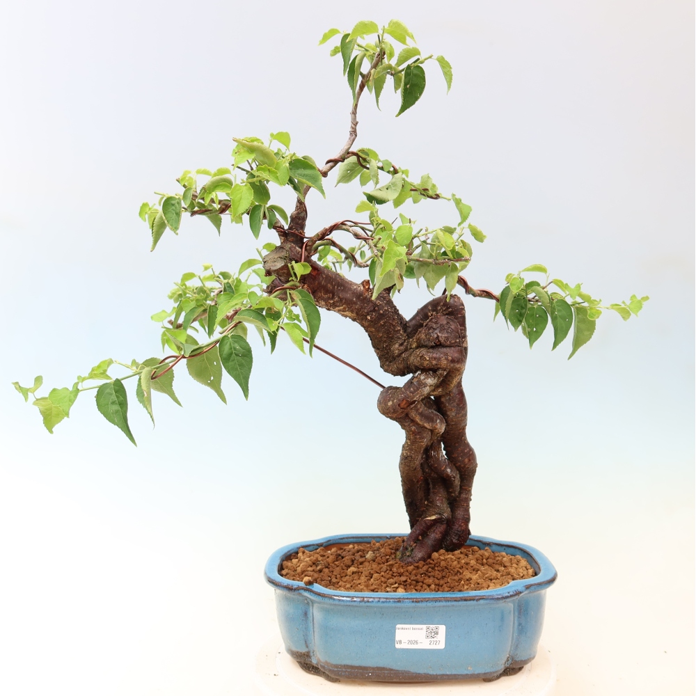 Bonsai voor buiten – Japanse abrikoos – Prunus Mume