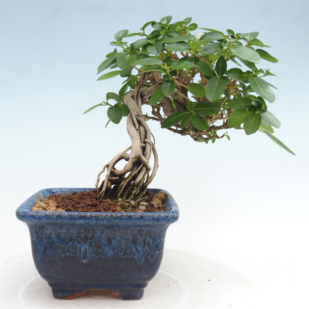 Bonsai voor binnen - Premna serratifolia - Kozlovna malolista