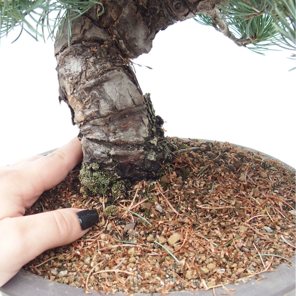 Bonsai voor buiten - Pinus parviflora - Pinus parviflora