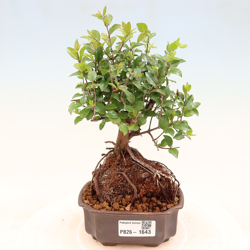 Kamerbonsai - Sageretia thea - Sageretia thea