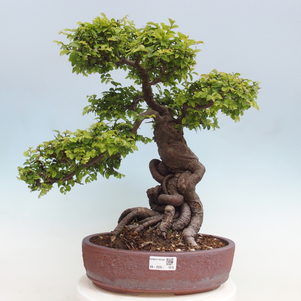 Bonsai voor buiten - Ulmus parvifolia Hokkaido - Chinese iep