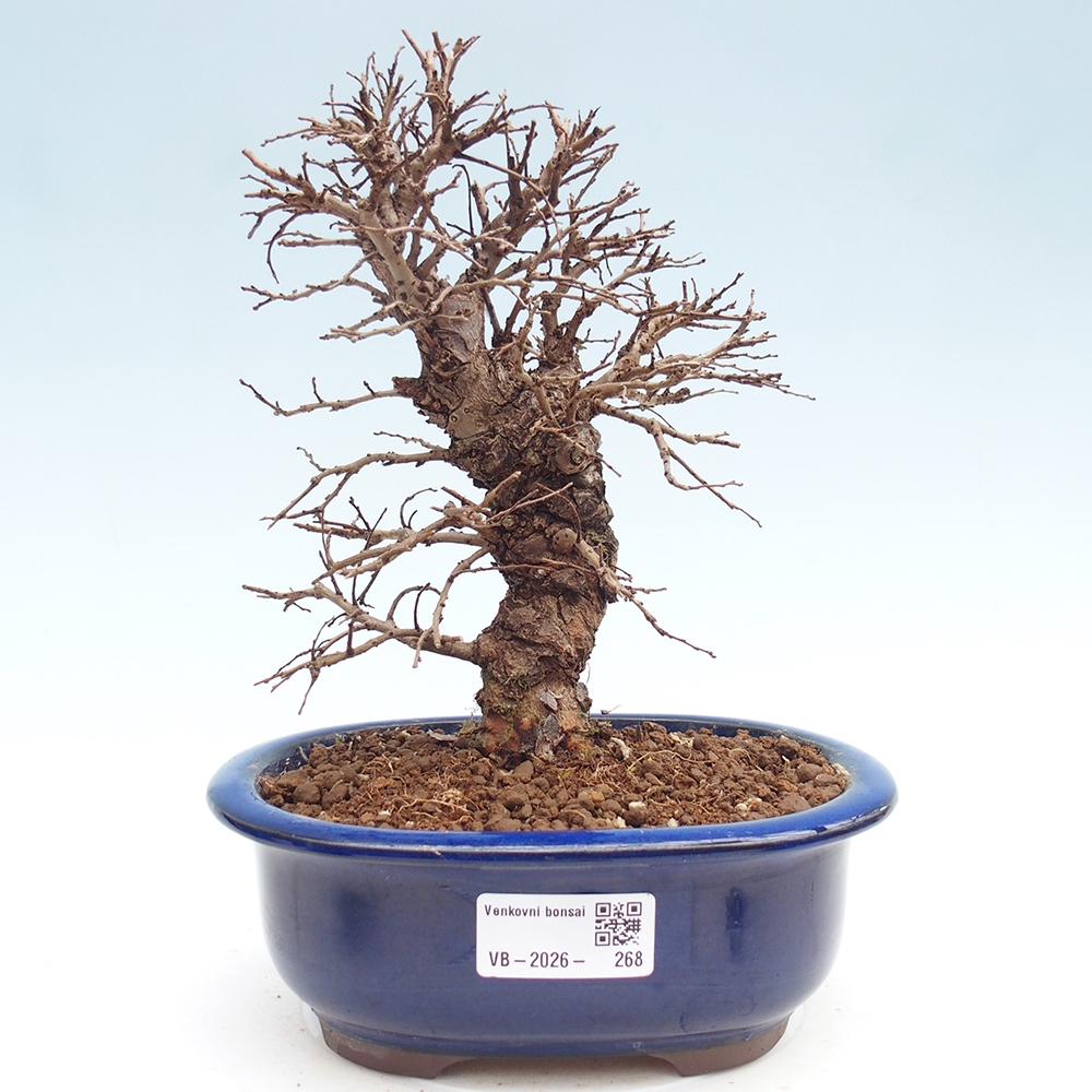 Bonsai voor buiten - Zelkova - Zelkova NIRE