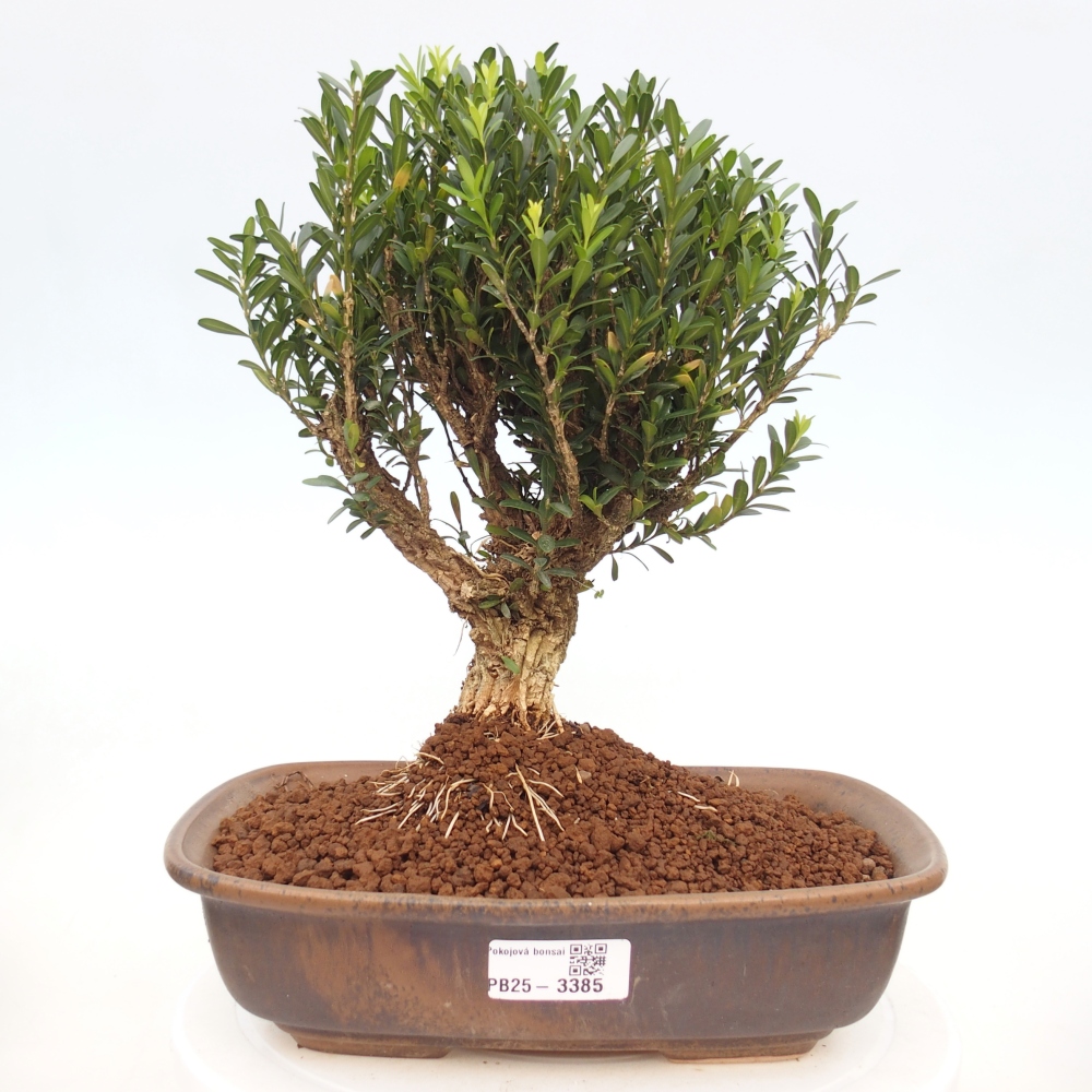 Kamerbonsai - Buxus harlandii - kurk buxus