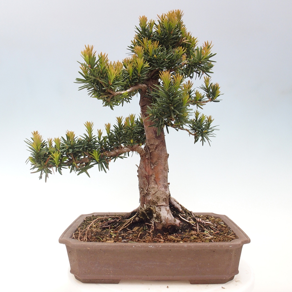 Bonsai voor buiten - Taxus cuspidata - Japanse Taxus