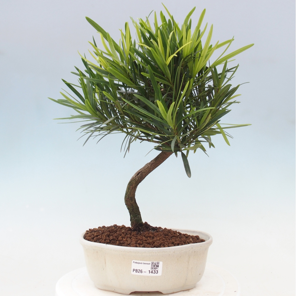 Kamerbonsai - Podocarpus - Taxus