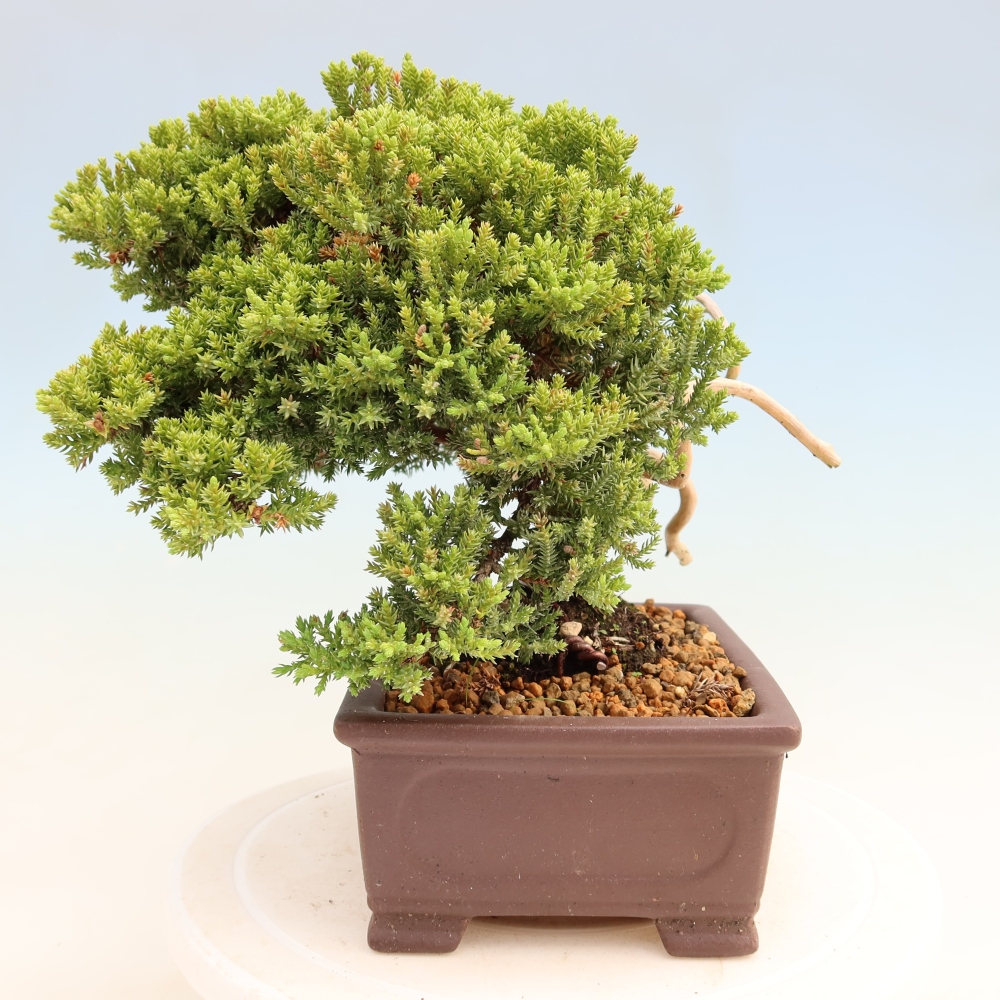 Bonsai voor buiten - Juniperus procumbens - Juniperus procumbens