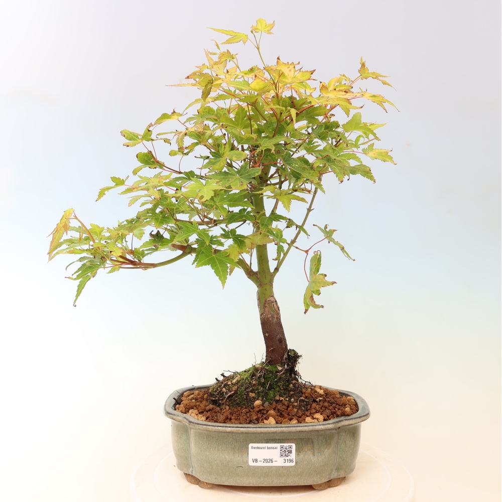 Acer palmatum Aureum - Gewone esdoorn