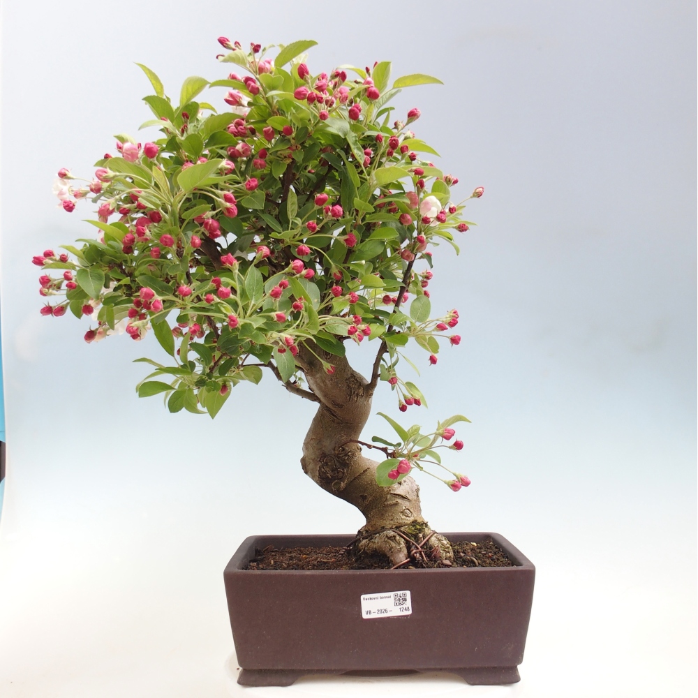 Bonsai voor buiten -Malus halliana - Appelboom met kleine vruchten