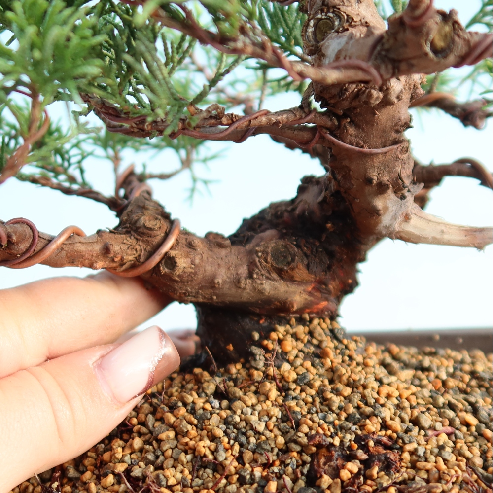 Bonsai voor buiten - Juniperus chinensis Itoigawa