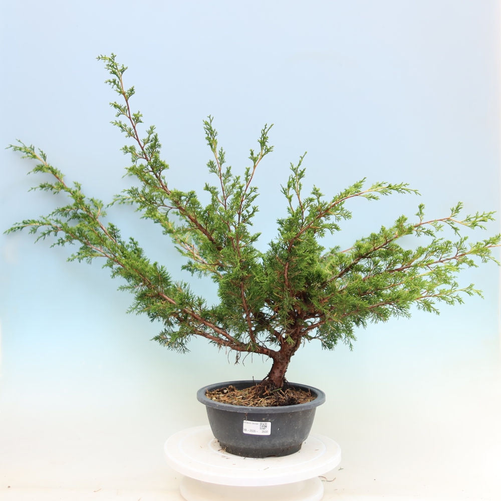 Bonsai voor buiten - Juniperus chinensis Itoigawa