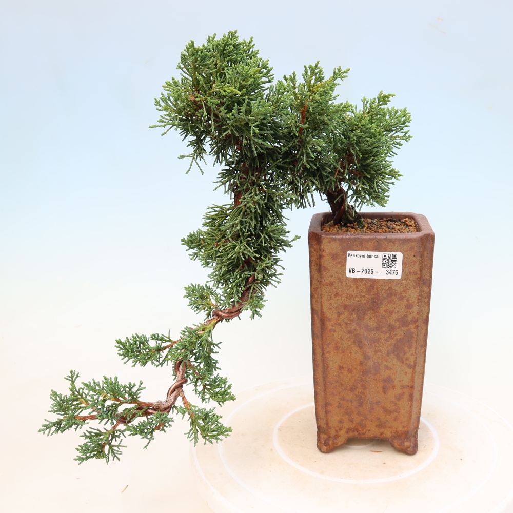 Bonsai voor buiten - Juniperus chinensis Kishu