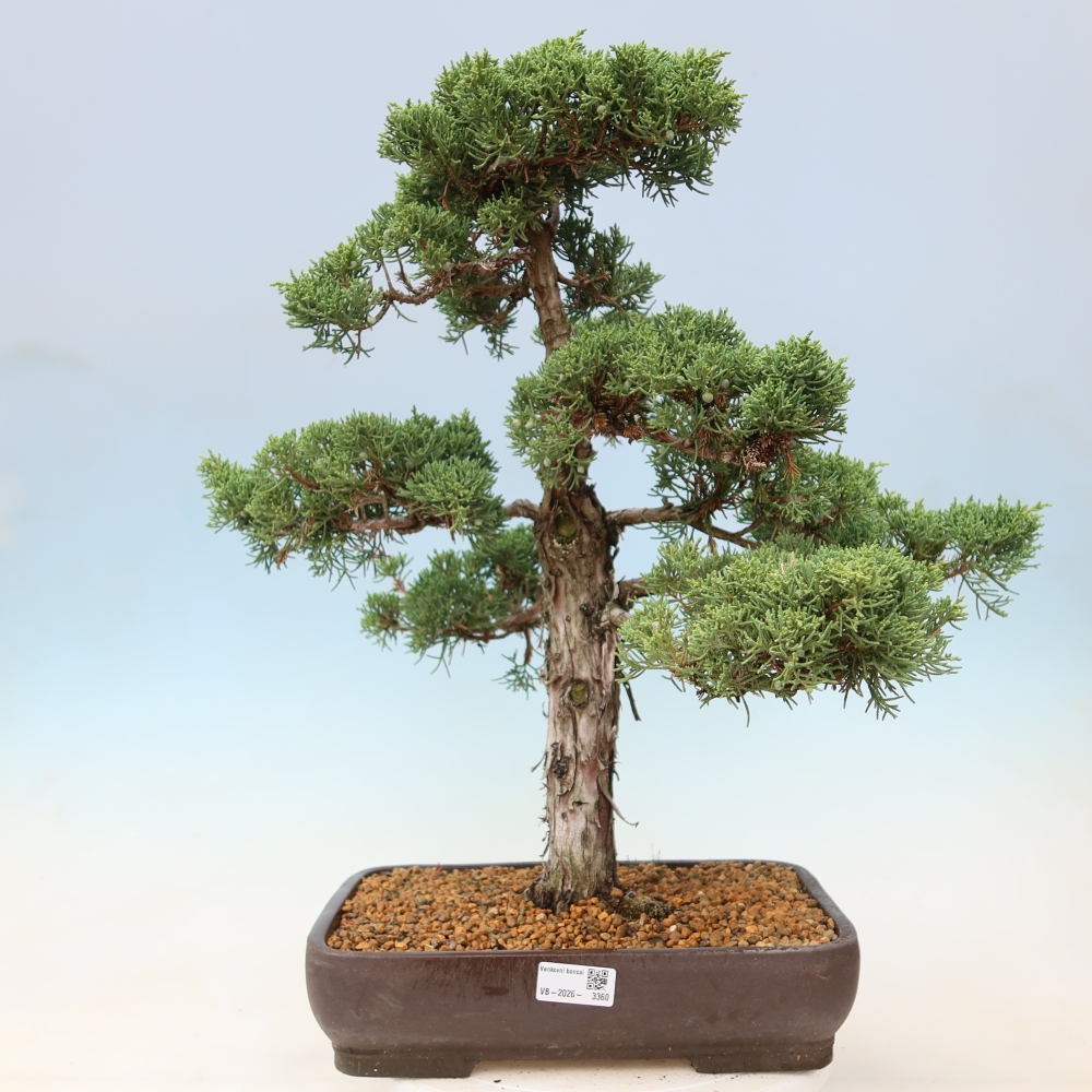 Bonsai voor buiten - Juniperus chinensis Kishu
