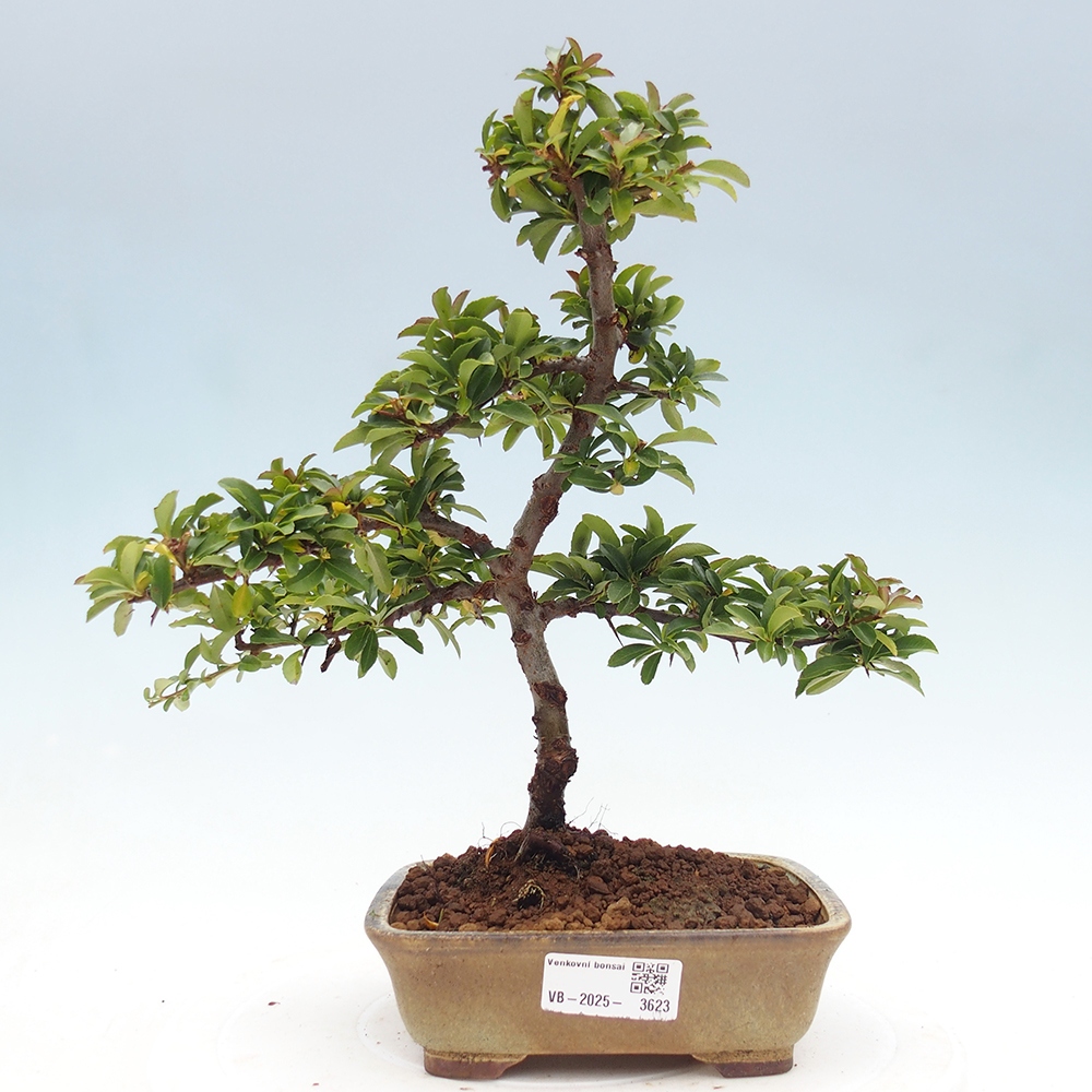 Bonsai-Pyracantha Teton voor buiten -Hlox