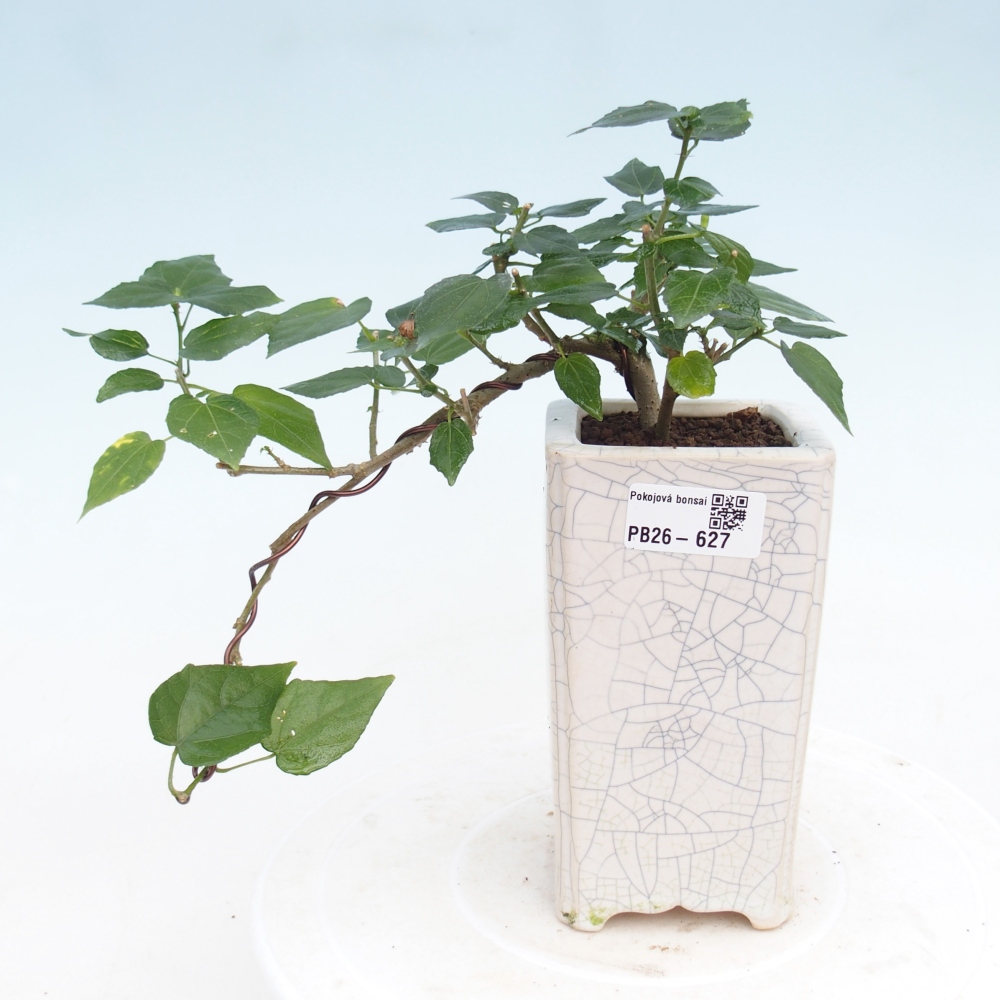 Bonsai voor binnen - Malvaviscus arboreus