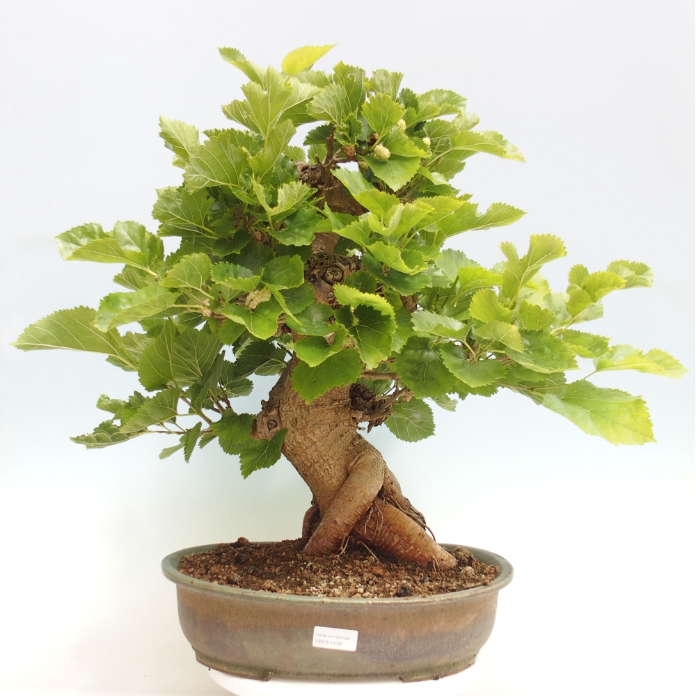 Bonsai voor buiten -Morus alba - moerbei