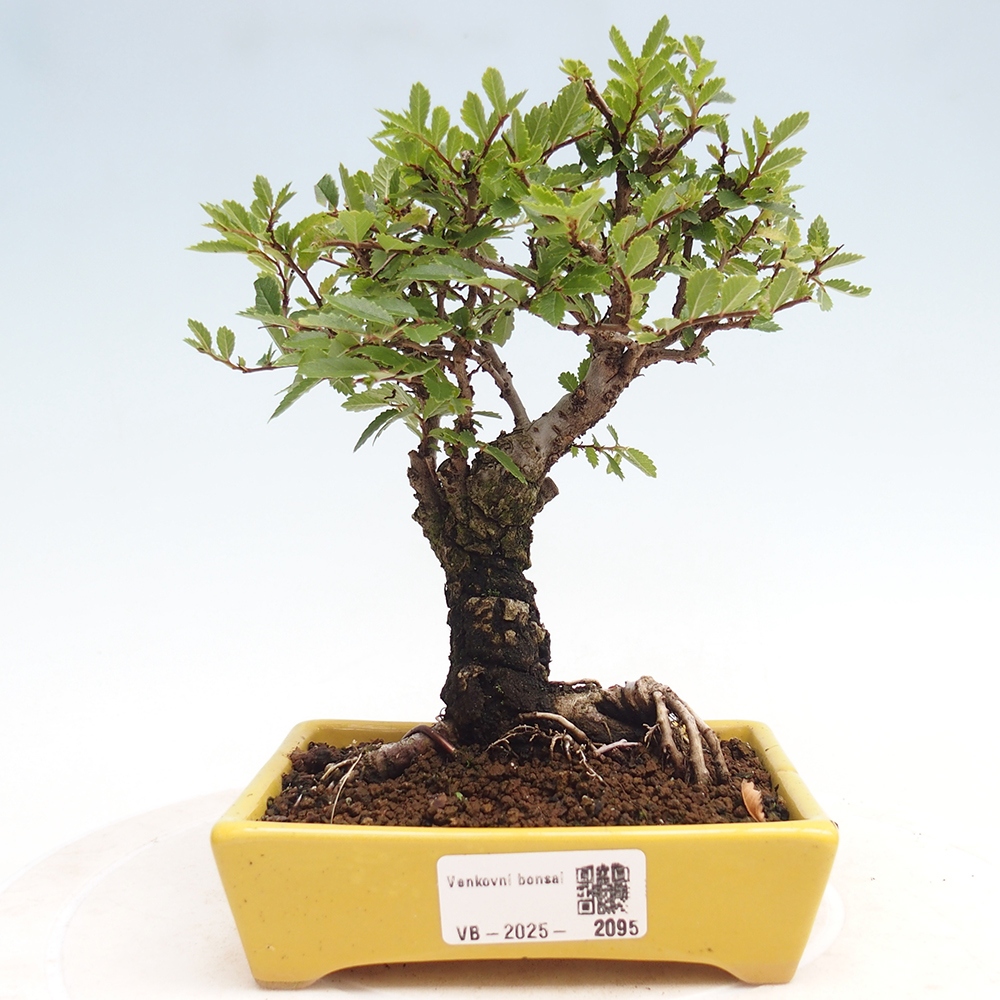 Bonsai voor buiten - Zelkova - Zelkova NIRE