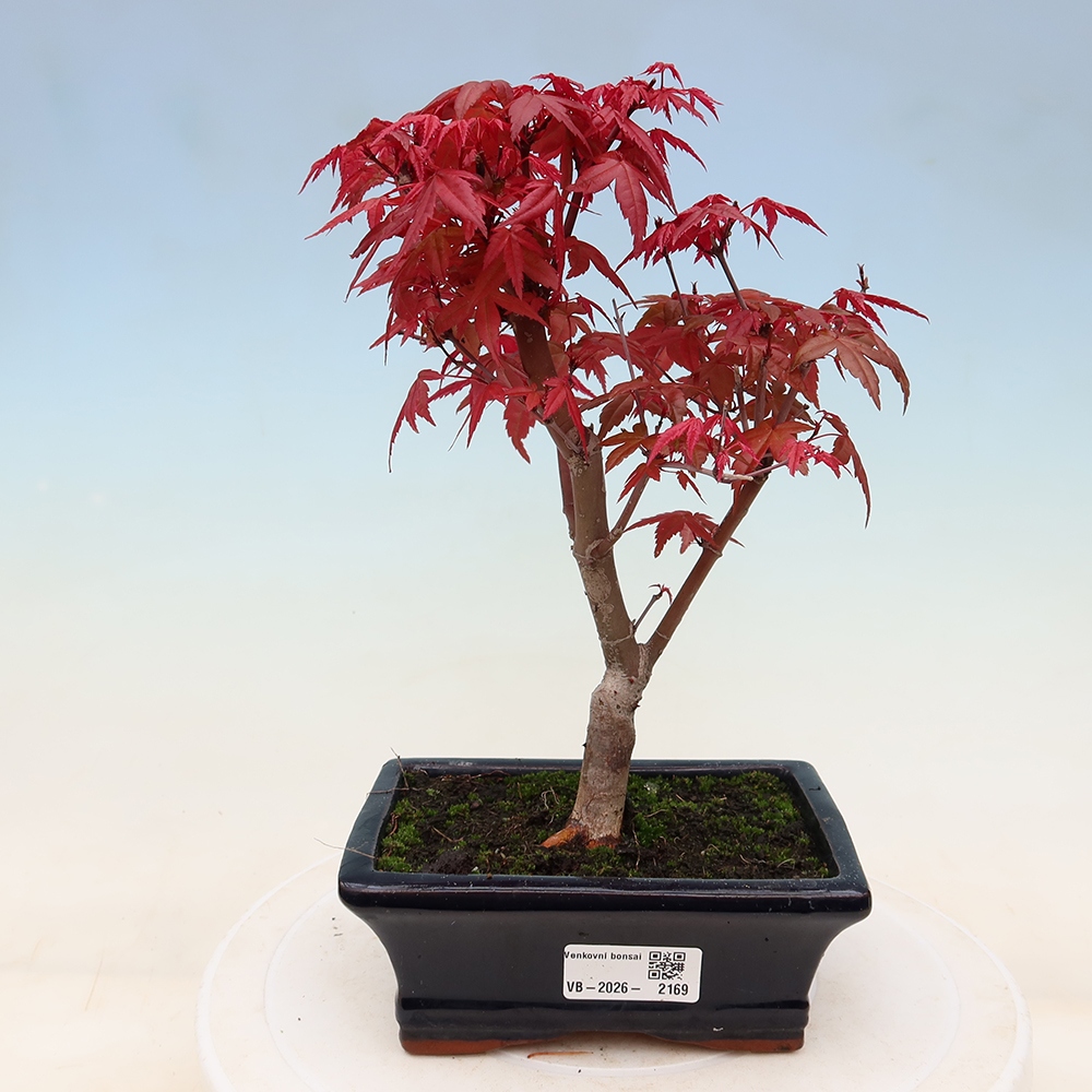 Bonsai voor buiten - Acer palmatum DESHOJO