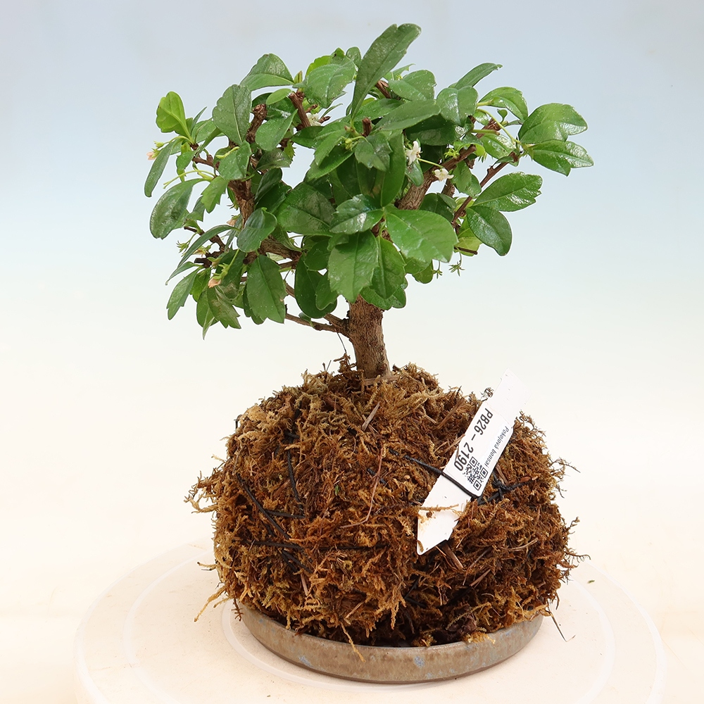 Kokedama met schaal - Čaj-fuki - Carmona macrophylla