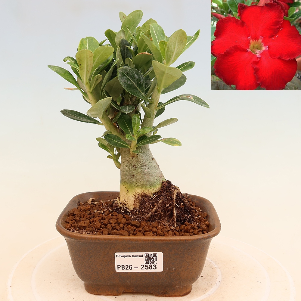 Kamerbonsai - Adenium obesum Red Star - Woestijnroos