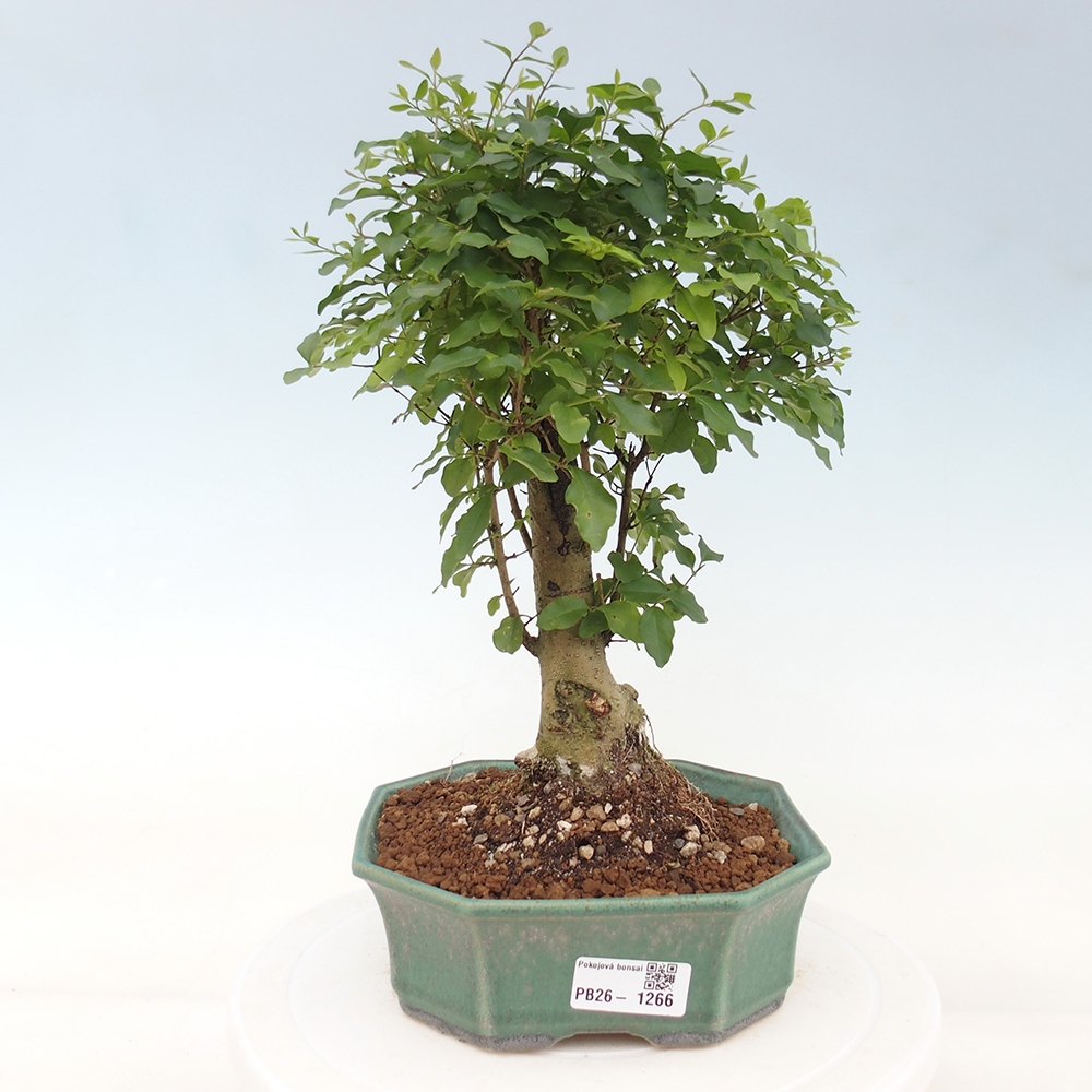 Kamerbonsai -Ligustrum chinensis - Vogelsnavel