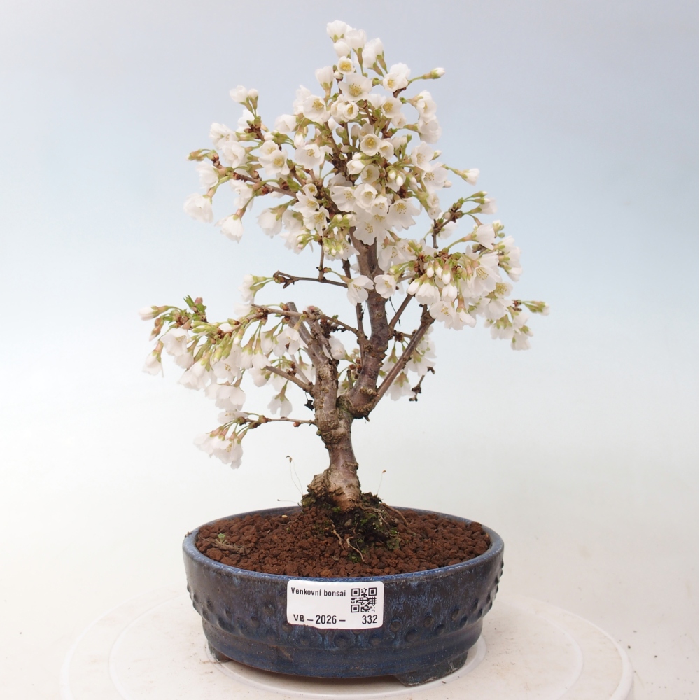 Bonsai voor buiten - Prunus incisa Kojou-no mai-Plivon uitgesneden