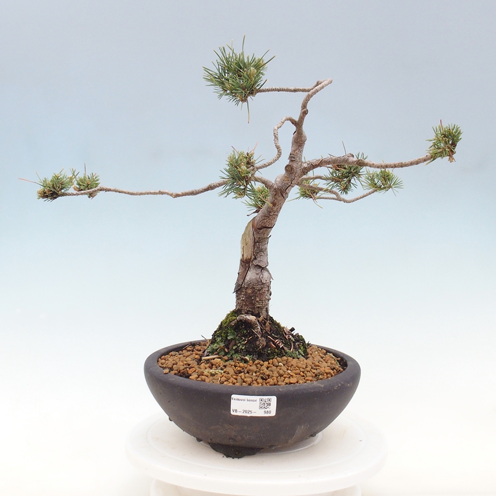 Bonsai voor buiten - Pinus Sylvestris Watererri - grove den