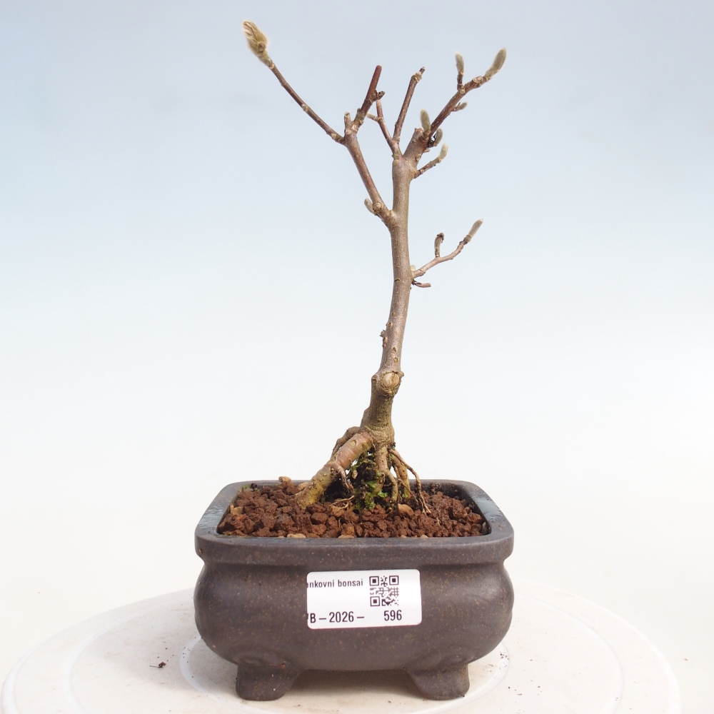 Bonsai voor buiten - Magnolia stellata
