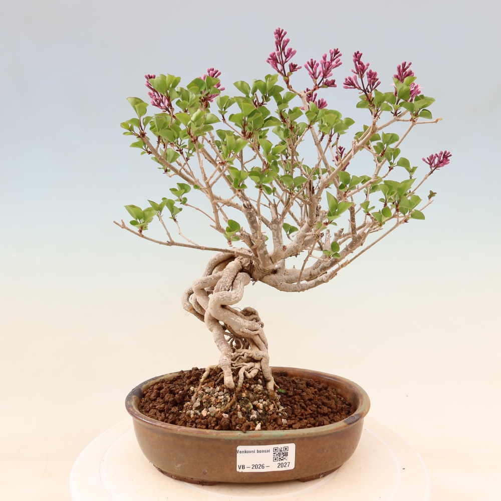 Bonsai voor buiten - Syringa microphylla - kleinbloemige sering