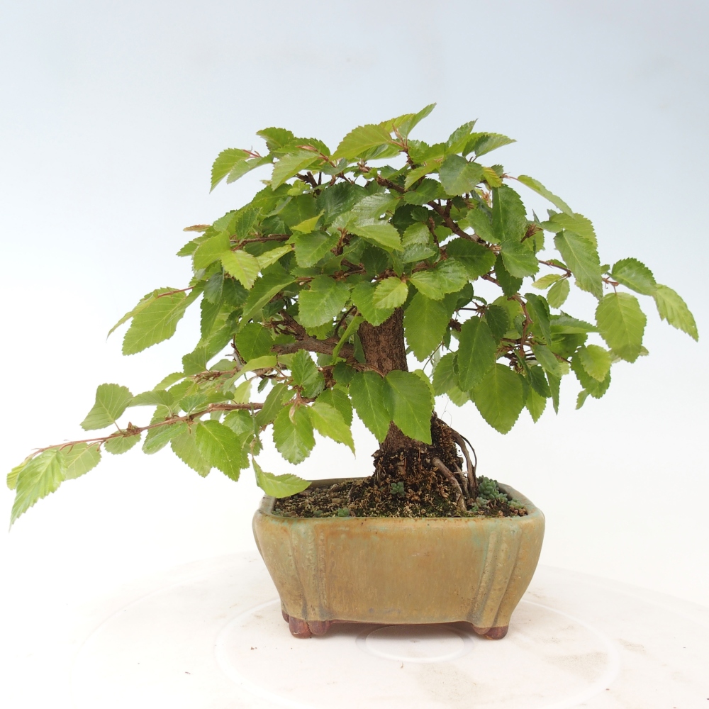 Bonsai voor buiten -Carpinus CARPINOIDES - Koreaanse haagbeuk