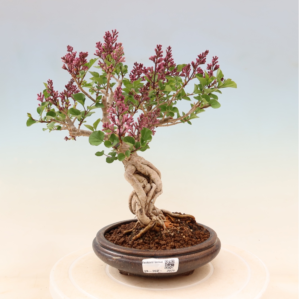 Bonsai voor buiten - Syringa microphylla - kleinbloemige sering