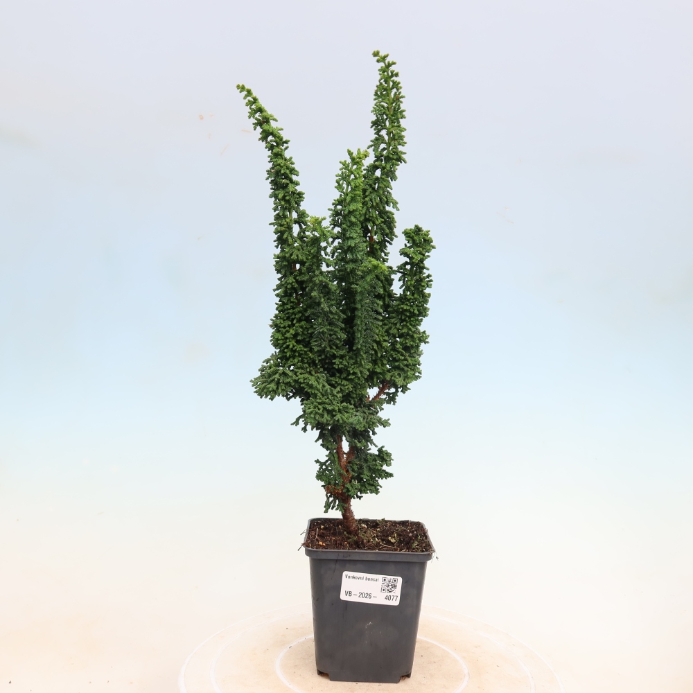 Bonsai voor buiten - Cham. obtusa SEKKA HINOKI - Cipres