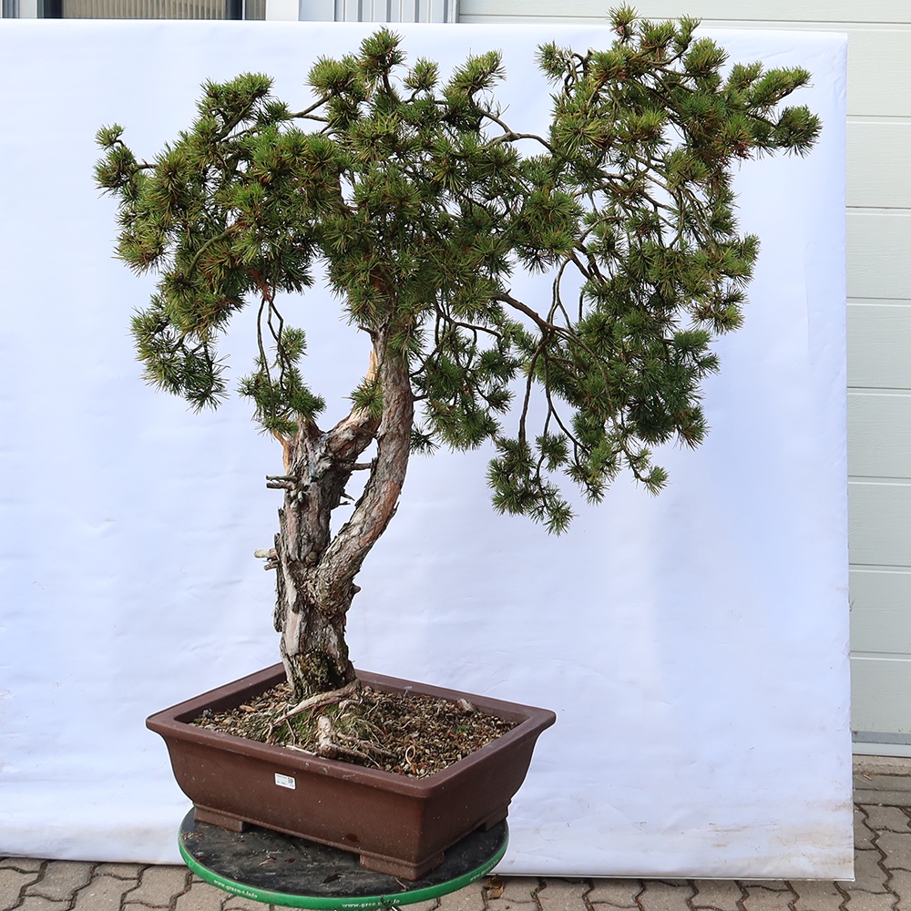Pinus sylvestris Spanje - grove den
