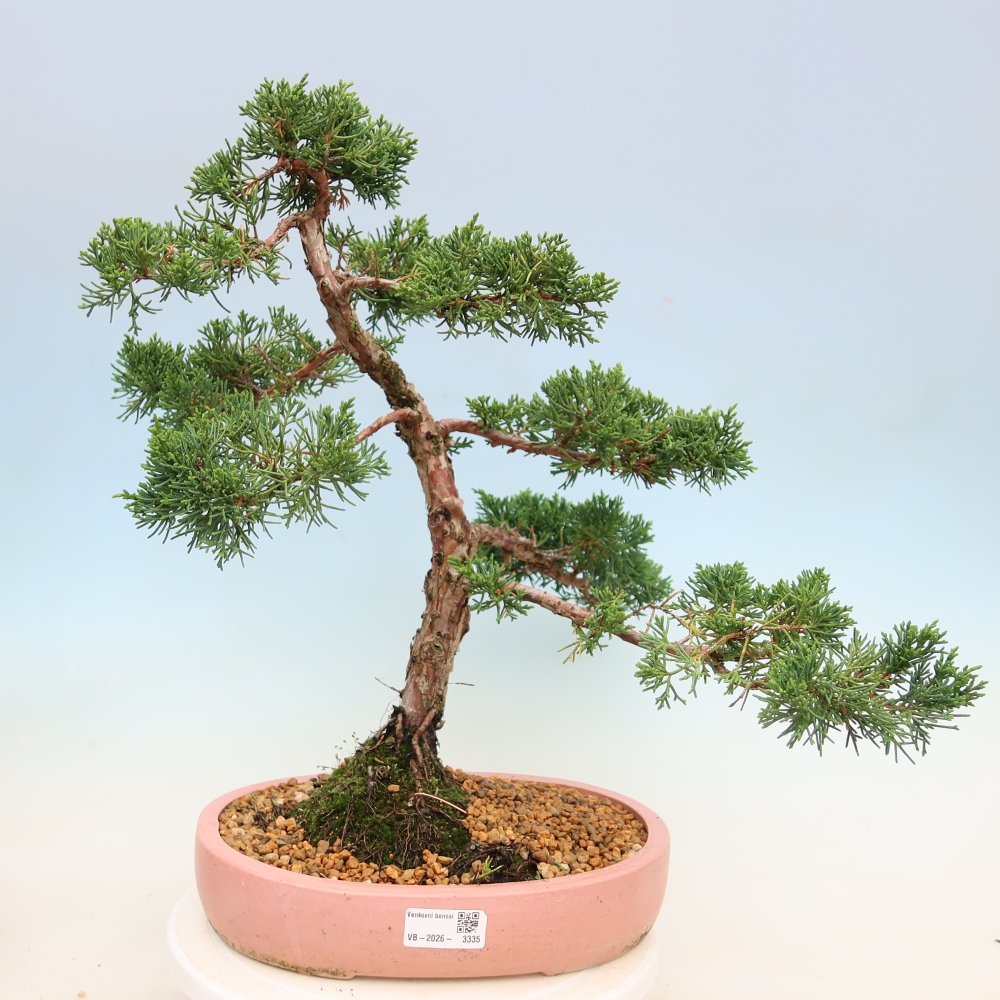 Bonsai voor buiten - Juniperus chinensis Kishu