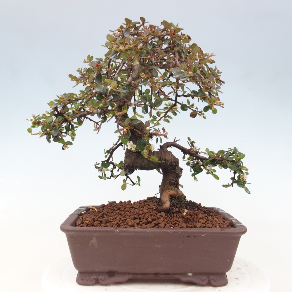 Buitenbonsai-Cotoneaster dammeri - Damer's Rock