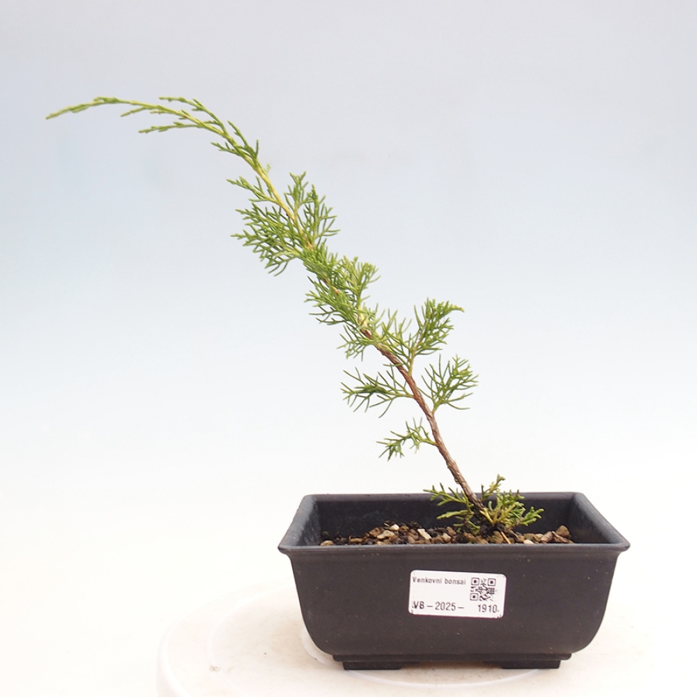 Bonsai voor buiten - Juniperus chinensis Itoigawa