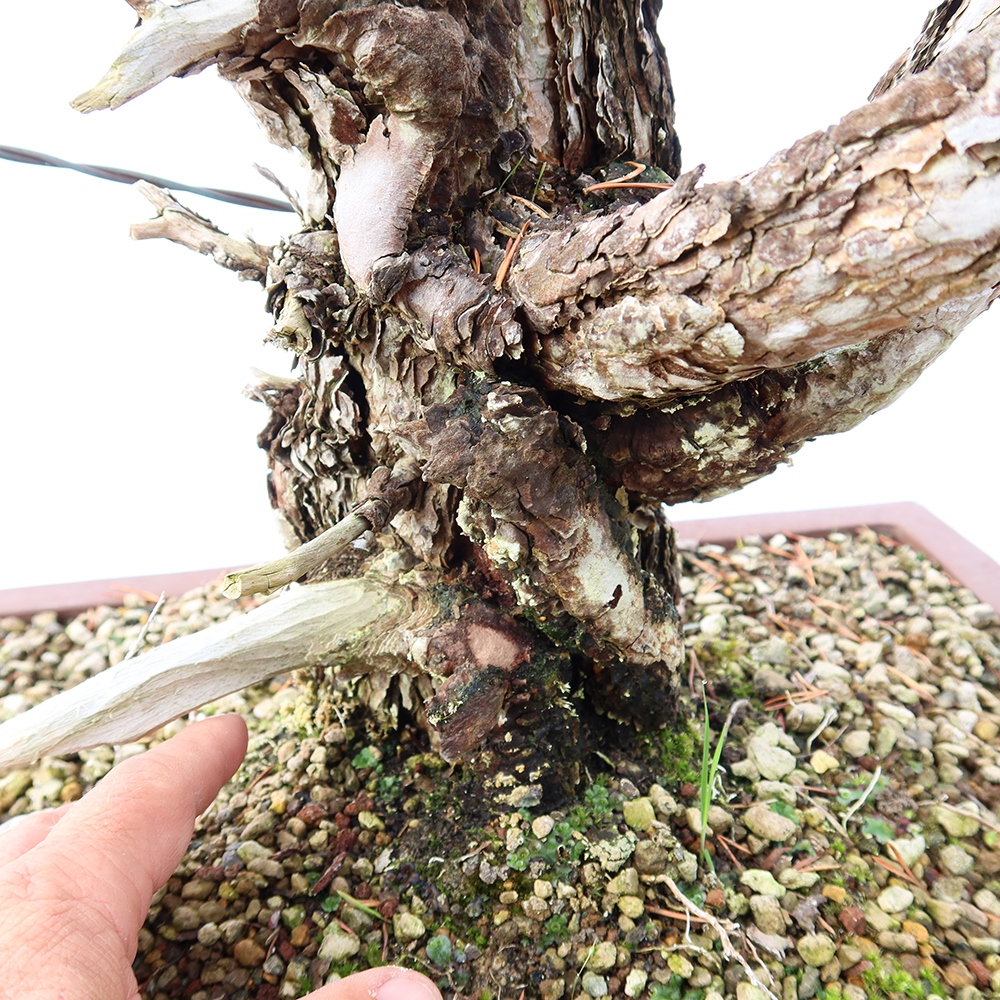 Pinus sylvestris Spanje - grove den