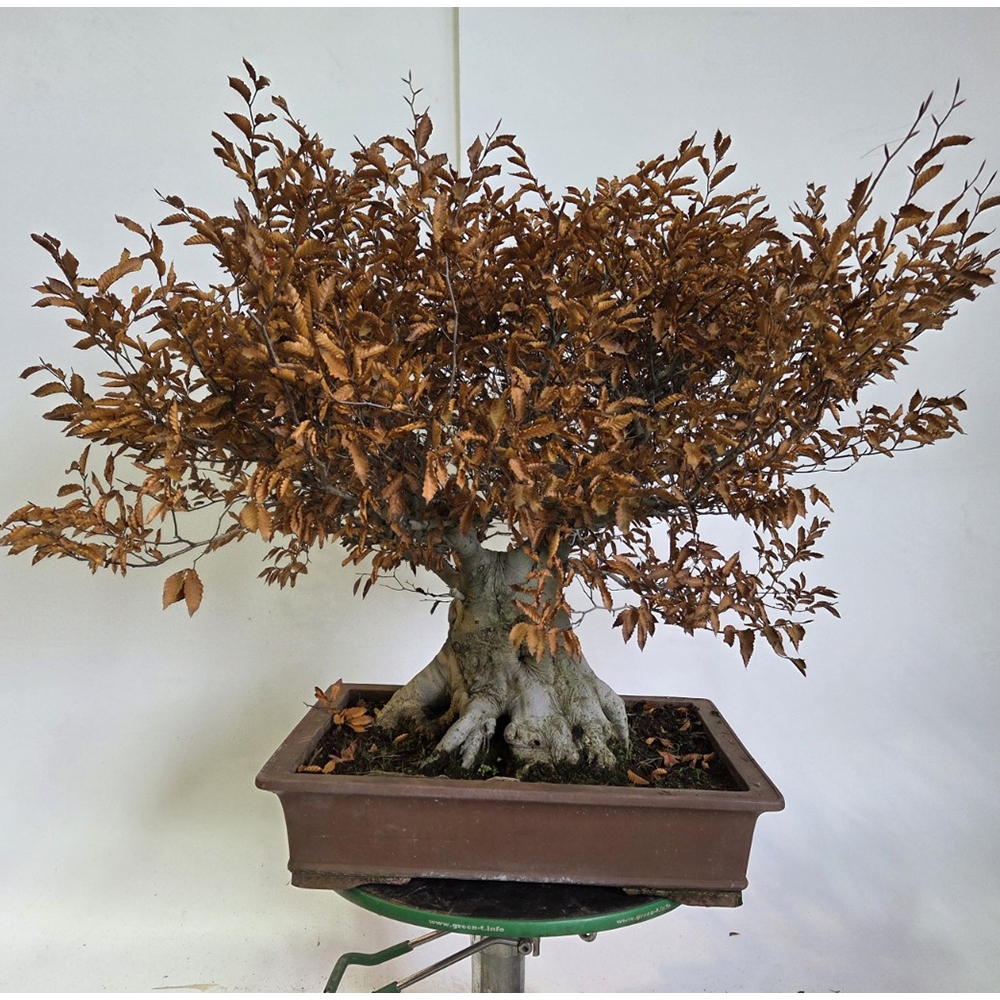 Bonsai voor buiten - Fagus crenata
