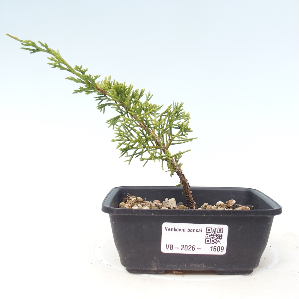 Bonsai voor buiten - Juniperus chinensis Itoigawa