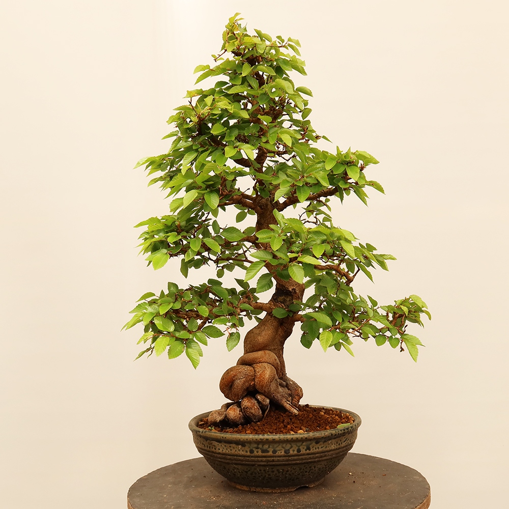 Bonsai voor buiten -Carpinus Coreana - Koreaanse haagbeuk