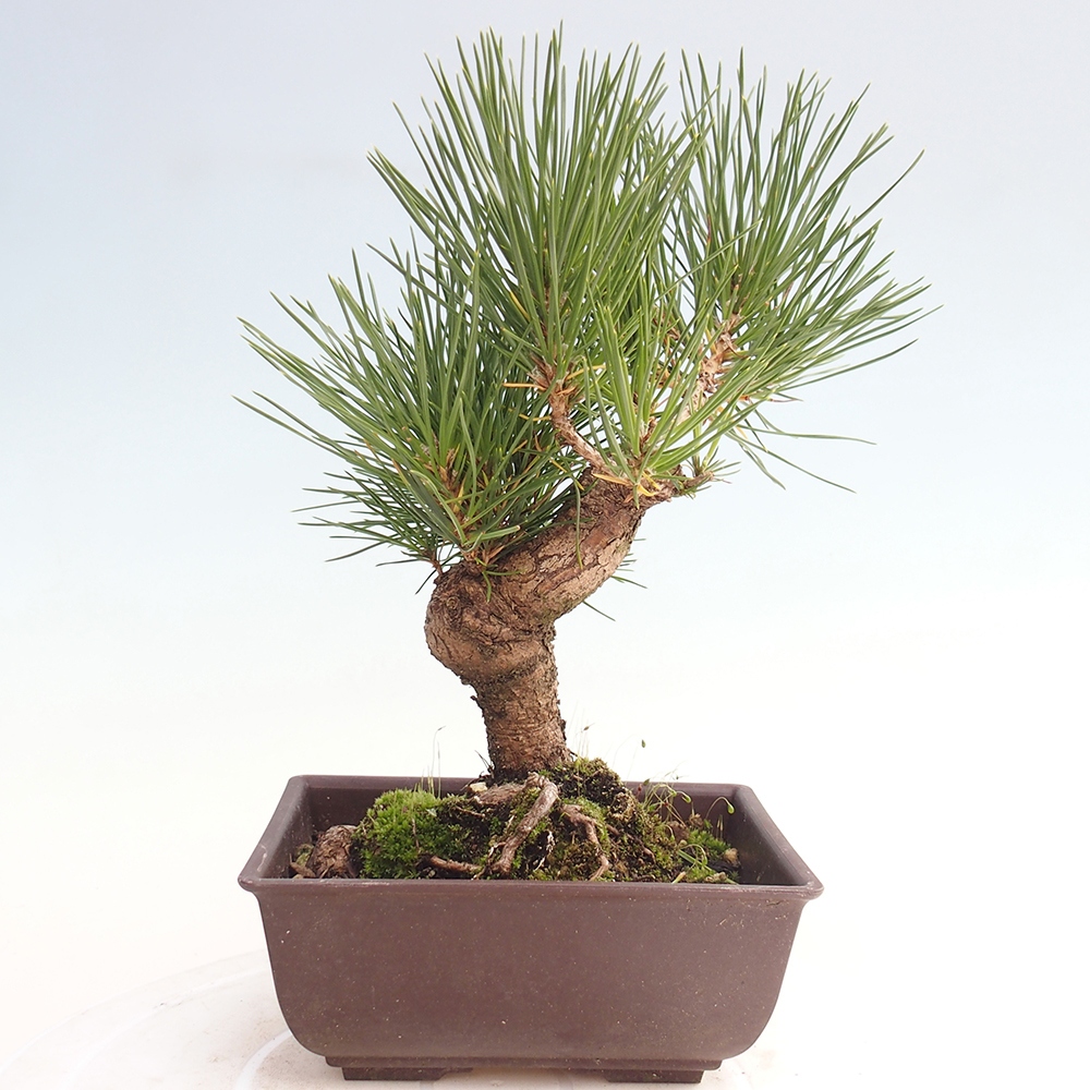 Bonsai voor buiten - Pinus thunbergii - Thunberg den