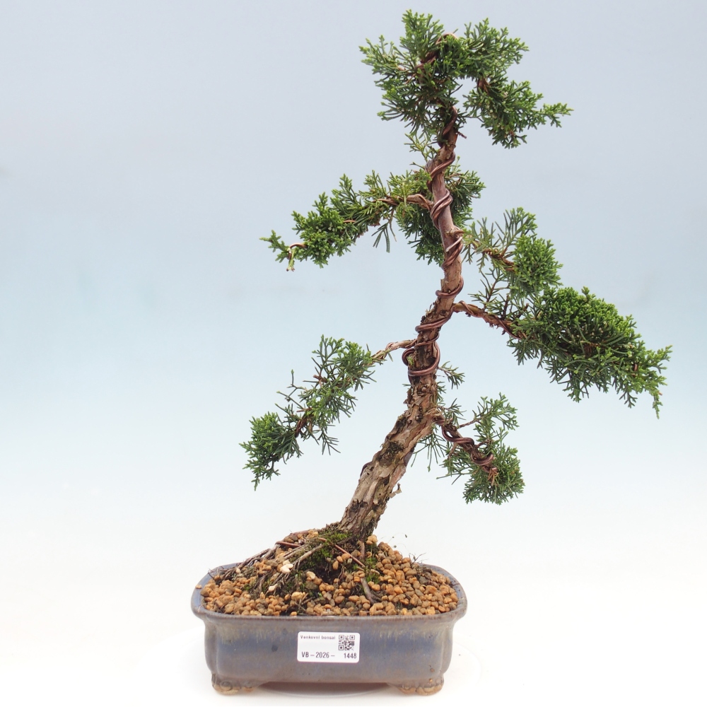 Bonsai voor buiten - Juniperus chinensis Kishu