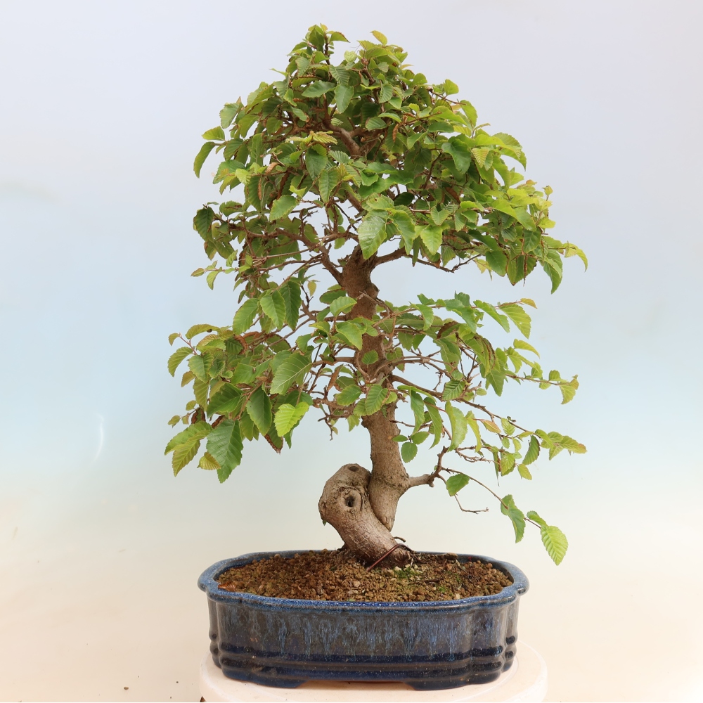 Bonsai voor buiten -Carpinus CARPINOIDES - Koreaanse haagbeuk