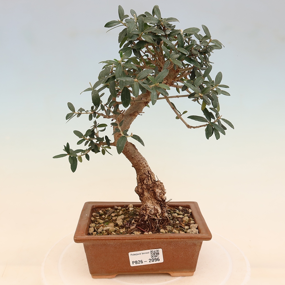 Bonsai voor binnen - Olea europaea sylvestris