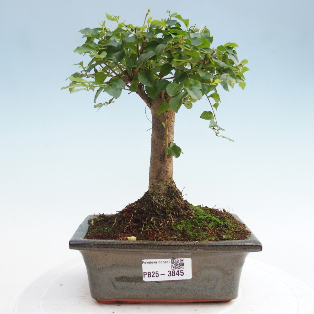 Kamerbonsai -Ligustrum chinensis - Vogelsnavel