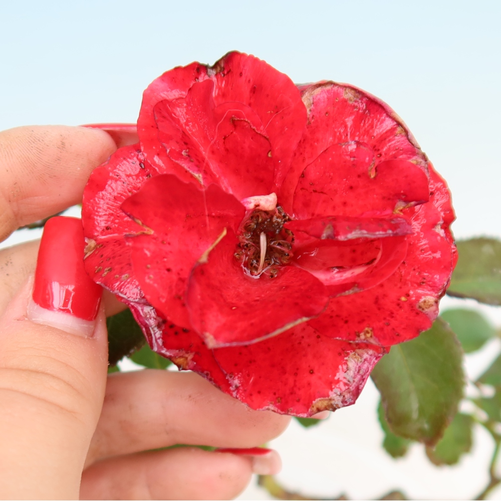 Bonsai voor buiten - Rosa Kordes - roos