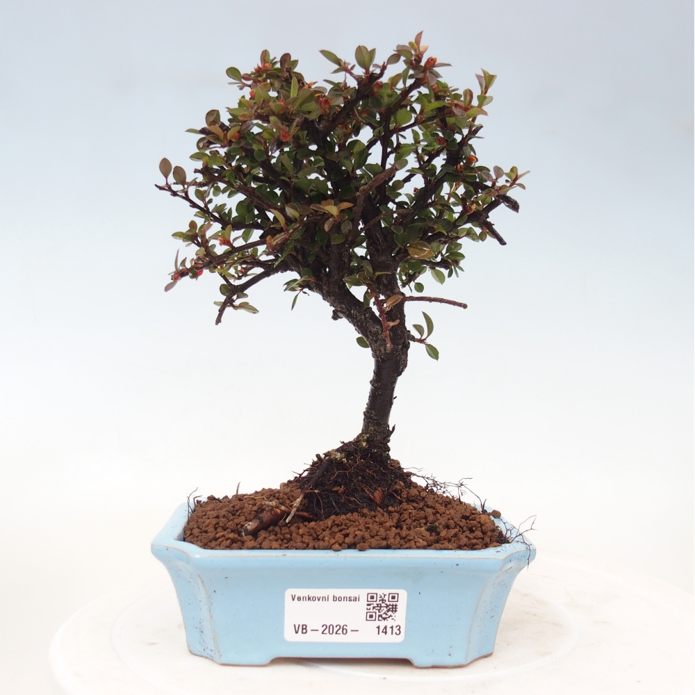 Bonsai voor buiten - Cotoneaster horizontalis - Rocky Mountain